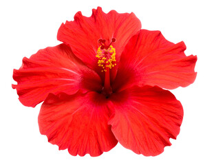 A vibrant red hibiscus bloom displays its delicate petals and intricate botanical structure.