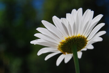 Obraz premium Backlit Daisy Against Green