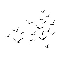 A flock of flying silhouette birds. Black on white background. Vector