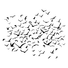 A flock of flying silhouette birds. Black on white background. Vector