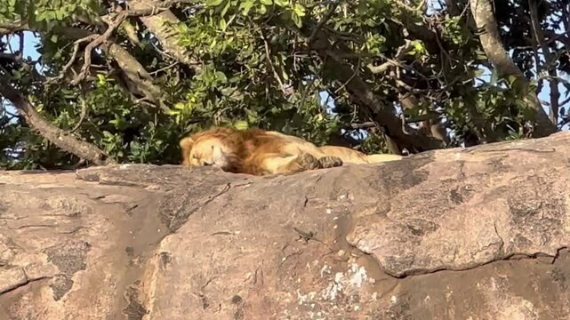 Majestic male African Lion (Panthera leo) rests atop a massive granite rock formation, known as a kopje, inside Serengeti National Park, embodying raw wilderness and regal presence.