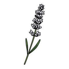 Lavender flower vector icon. Botanical hand-drawn illustration of a lavandula sprig isolated on a white background.

