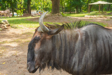 african antelope Gnu (Blue wildebeest, Connochaetes taurinus) walking in yellow dry grass