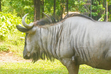 african antelope Gnu (Blue wildebeest, Connochaetes taurinus) walking in yellow dry grass