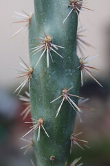 Cylindropuntia acanthocarpa Parrot kaktus opuncja