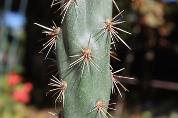 Cylindropuntia acanthocarpa Parrot kaktus opuncja