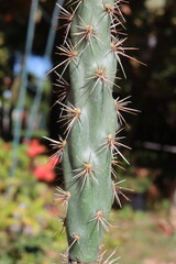 Cylindropuntia acanthocarpa Parrot kaktus opuncja