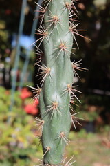 Cylindropuntia acanthocarpa Parrot kaktus opuncja