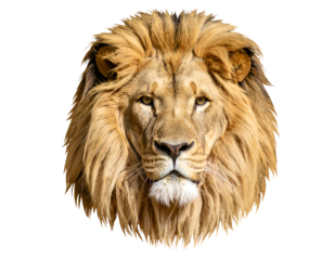 A powerful male lion with a captivating stare and a glorious mane embodies strength and wild beauty.