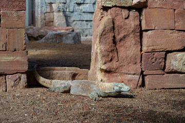 close-up shot of a Komodo dragon walking among ruins