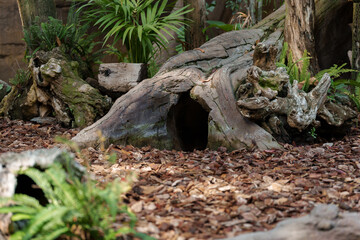 Entrance to a tree burrow in the jungle.