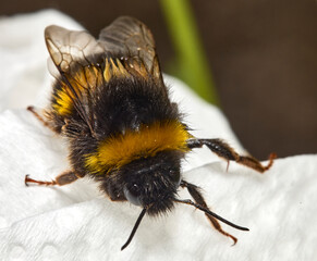 Macro Shot of Wet Bumblebee on White Surface
