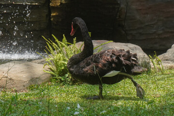 The Black Swan or Cygnus atratus is a large waterbird on zoo