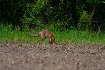 Fototapeta premium A young red fox in a grassy field in summertime
