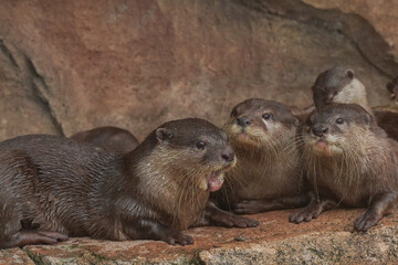 otters or beaver are sitting on a rock, one of them has its mouth open. The scene is peaceful and calm,