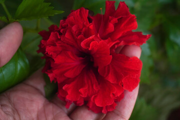 A hand holding a red flower