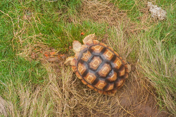 sulcata tortoise. The African spurred tortoise (Centrochelys sulcata) on grass