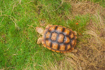 sulcata tortoise. The African spurred tortoise (Centrochelys sulcata) on grass