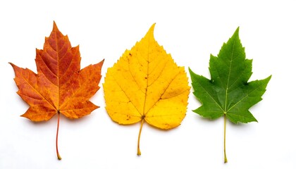 Colorful autumn leaves on white.