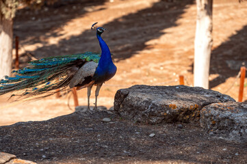 Fototapeta premium Vibrant peacock displaying its feathers in Crete's natural environment