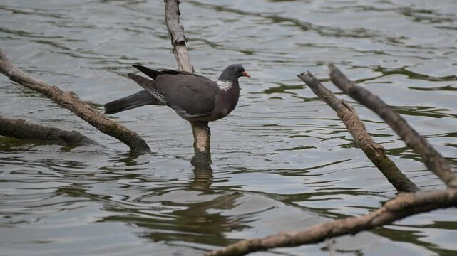 Wood Pigeon on the branch in water