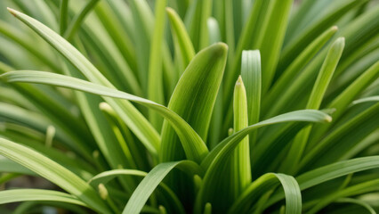 Obraz premium Fresh Green Leaves Background: Vibrant Foliage, Natural Texture, Close-up Plant, Abstract Garden, Lush Growth Pattern, Springtime Nature