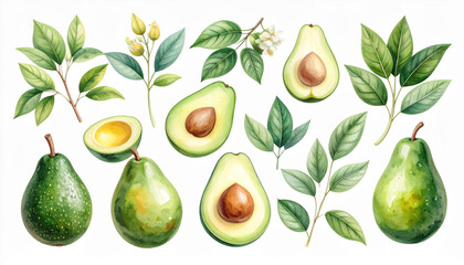 Obraz premium the image presents an artistic arrangement of botanical illustrations set against a clean white background