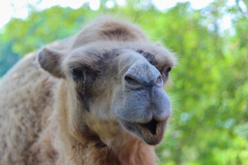 Obraz premium A camel with a long, shaggy mane and a black nose. The camel is looking at the camera