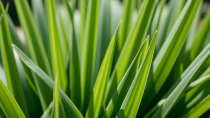 Lush Green Grass Blades: Fresh Spring Growth Close-Up