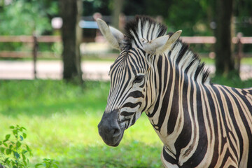 A zebra is standing in a grassy field.