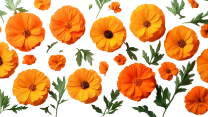 marigold flowers on transparent background, vibrant yellow and orange blooms