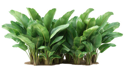 banana leaves on transparent background