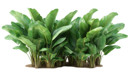 banana leaves on transparent background