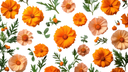 marigold flowers on transparent background, vibrant yellow and orange blooms