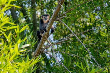 Black-shanked Douc Langur - Pygathrix nigripes, beautiful Critically Endangered native to forests of Indochina, Vietnam.