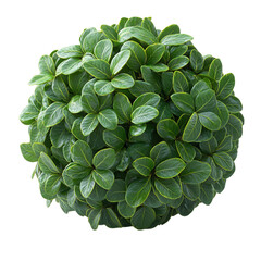 Fototapeta premium green bush isolated on transparent background, botanical cutout element for design and landscaping projects
