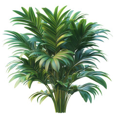 tropical palm tree isolated on transparent background