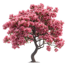blossoming tree isolated on transparent background