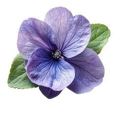 purple flower on transparent background