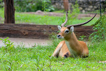 impala or antelop, Aepyceros melampus sitting on green gras sabana