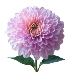 purple flower on transparent background