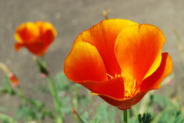 Fototapeta premium California Poppies
