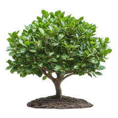 tree isolated on transparent background