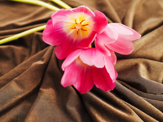 A pink flower is on a brown cloth with folds, selective focus.. Love and passion concept. Abstract...