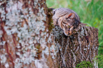 Playful tabby cat is on a tree stump, green grass field background. Cute pet living in a rural country side.