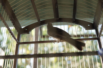 A brown bird perches inside a wooden cage, softly lit by sunlight through the bars and roof.