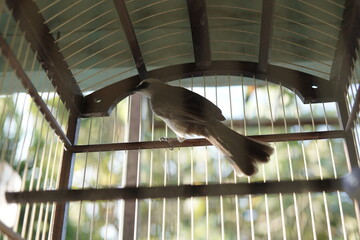 A brown bird perches inside a wooden cage, softly lit by sunlight through the bars and roof.