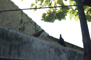 Three pigeons perch on a metal bar and wall, against a backdrop of trees and concrete in the soft daylight.