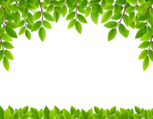 Lush green leaves frame