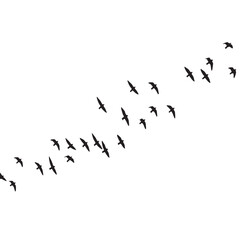 Silhouette of a flock of birds soaring and gliding against a white background.